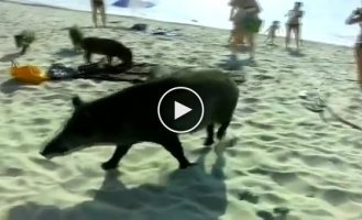 Кабаниха с потомством пришла подкрепиться на пляже