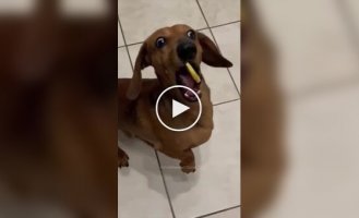 Dogs' reaction to lemon
