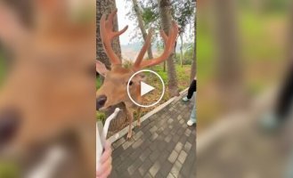 «Полный расслабон»: олень в Японии дал себя почесать