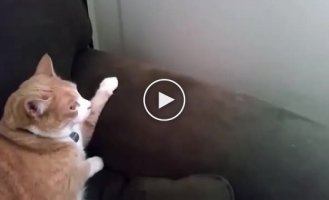 Когда коты увиделись впервые в жизни