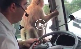 Хитрая обезьянка из Испании оставила водителя автобуса без обеда