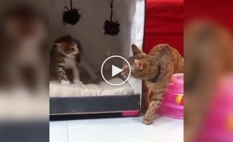 Терпеливая кошка и вспыльчивый котенок