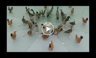 Животные в шоке