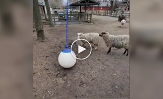 Sheep trainer