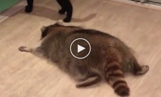 Пушистый хищник  напал на кошку