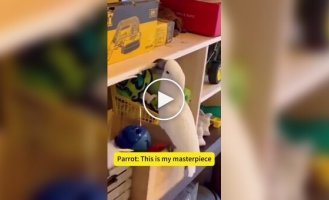 A collection of mischievous pet parrots