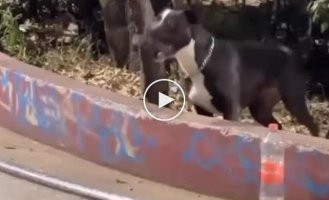 Smiling dog joked with a skateboarder