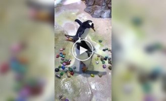 How cute penguins get their partner's attention