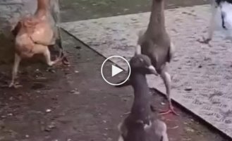 A strange breed of pigeons that can surprise