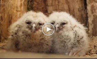 Чужих детей не бывает