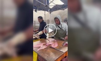 Ввічливий морський лев приходить за рибою щодня