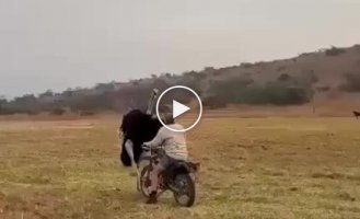Man teaches an aggressive ostrich a lesson