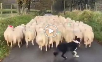 Shepherd dog keeps a flock of sheep in good shape