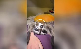 Mistress, scratch the Raccoon is begging for affection