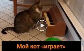 Кот научился играть на пианино, выпрашивая еду