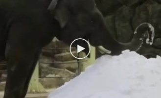 Reaction of an elephant who saw snow for the first time