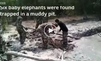 Шесть слонят угодили в грязевую ловушку в тайском заповеднике