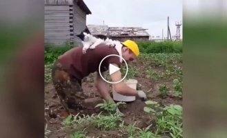 «Незаменимый» помощник в огороде