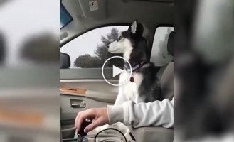 Смешная подборка видео с собаками породы Хаски