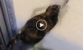 A cat that loves winter and snow