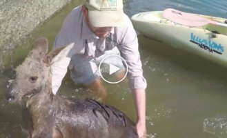 Спасение кенгуру, упавшего в воды канала