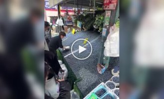 В Китае килограмм голубики продают всего за 6 долларов