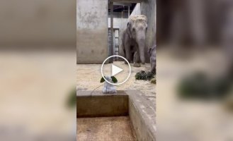 A baby elephant's acquaintance with snow