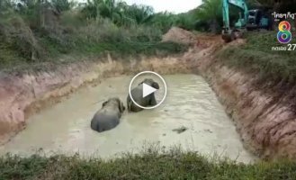 Слоны при помощи экскаватора выбрались из грязного пруда в Индии