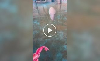 Японец приручил каракатицу