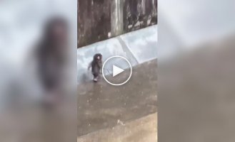 Панч беззаботно бегает с палкой