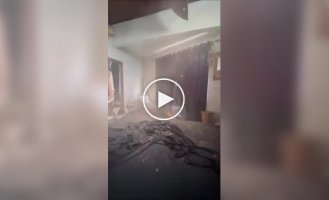 Коты эффектно появились в кадре