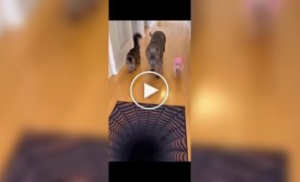 Кумедна перевірка 3D-підлоги від собаки