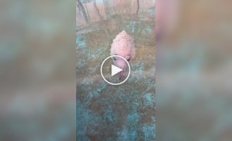 Что это за лавкрафтианский монстр