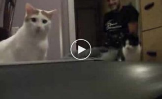 Котята на беговой дорожке