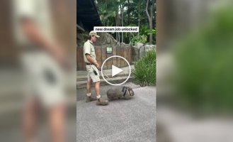 В Австралії найняли людей, які гуляють із вомбатами