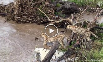 Crocodile tried to catch cheetah in pond