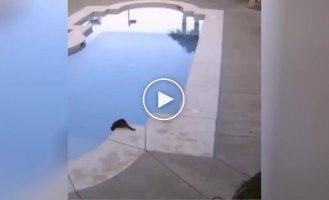 Кот принял незапланированные водные процедуры