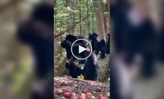 Медведи быстро забрались на дерево