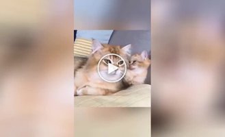 Синхронные кошки и коты