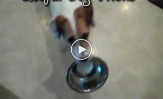 Собака которая может все