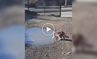 A funny reaction of a cat to a frozen puddle