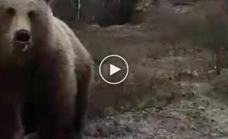 В Мурманской области мужчина покормил с руки вышедшего на дорогу дикого медведя