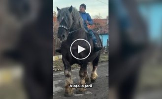 Брабансон и Першерон — самые огромные в мире лошади