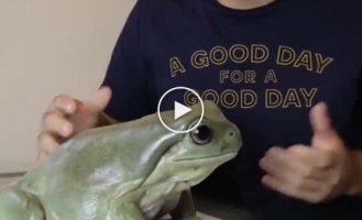 Australian tree frog is a great pet