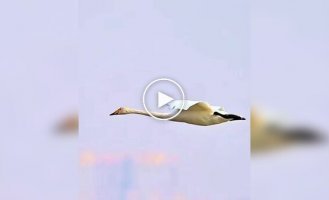 Лебеди показали одну из самых эффектных техник посадки на воду