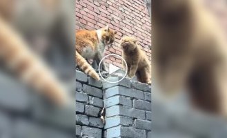 “Let’s get out of here”: a man intervened in a cat fight