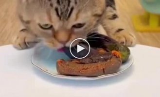 The most greedy cat