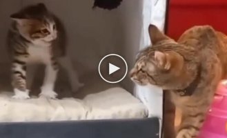 A patient cat tries to earn the trust of a kitten that she picked up from the street