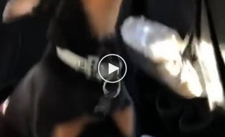 Собака и поп-музыка