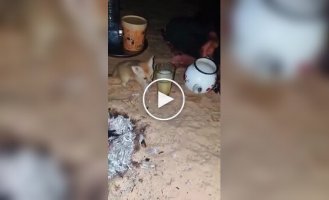 Фенек заглянул на огонек